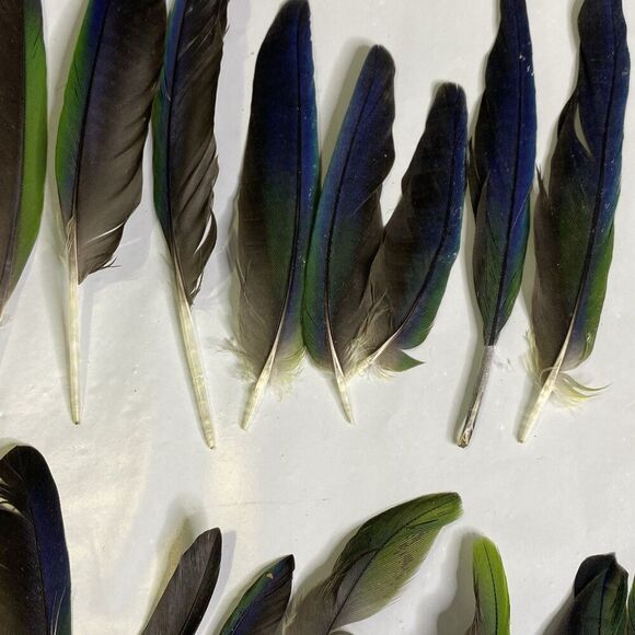 Nanday Conure Parrot Feathers Green Blue Black Mixed Naturally Molted 24 Piece - Picture 3 of 5
